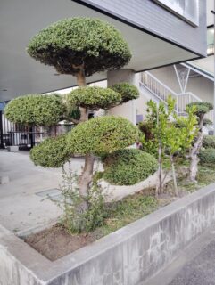 K様  植木のお手入れ