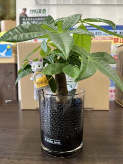 素敵なプレゼントをいただきました